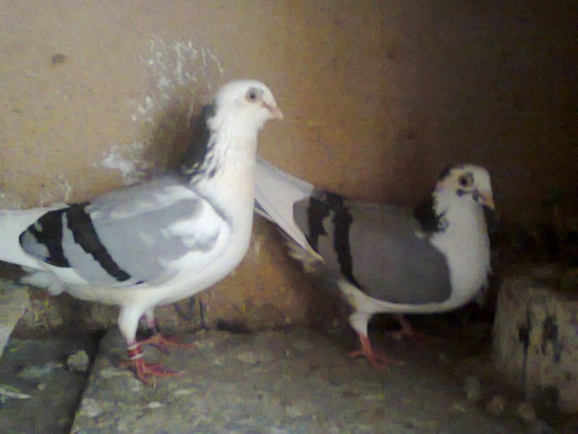 Fotografie7217 - jucatori si cazatori