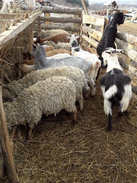  - La stana iarna 2017