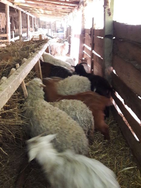  - La stana iarna 2017