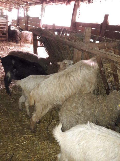  - La stana iarna 2017