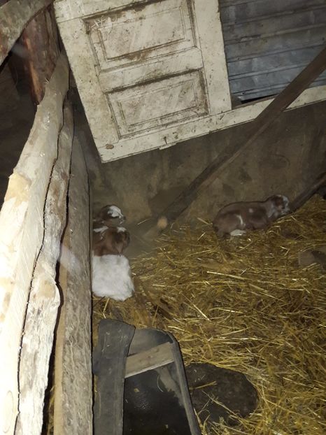  - La stana iarna 2017