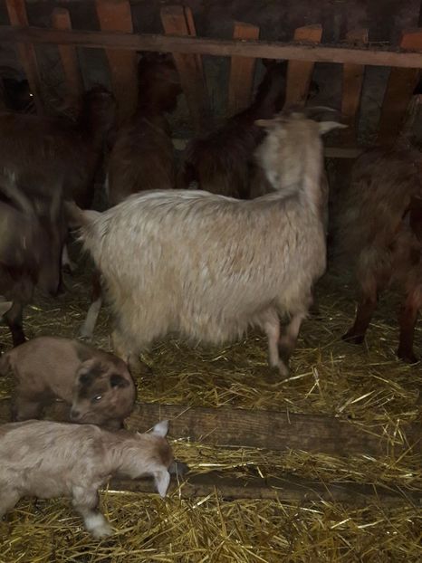  - La stana iarna 2017