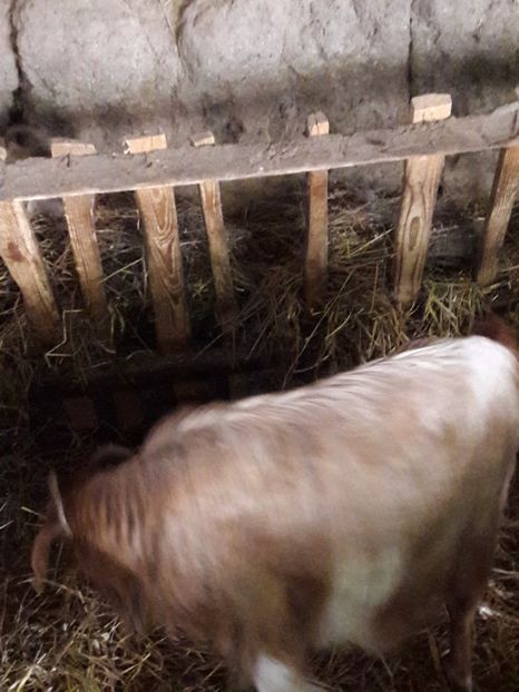  - La stana iarna 2017