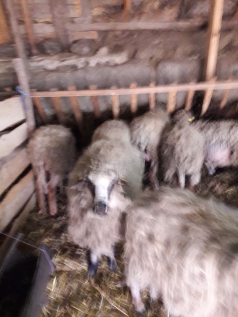  - La stana iarna 2017