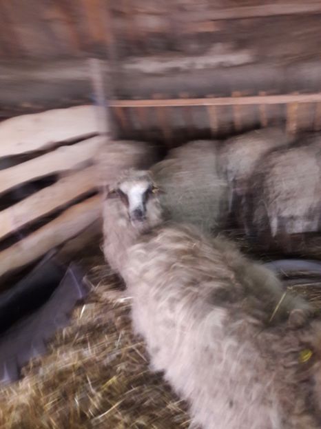  - La stana iarna 2017