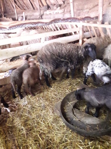  - La stana iarna 2017