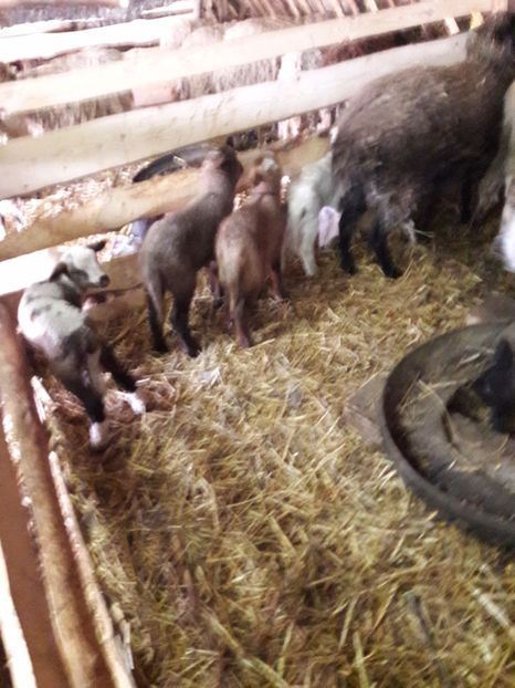  - La stana iarna 2017