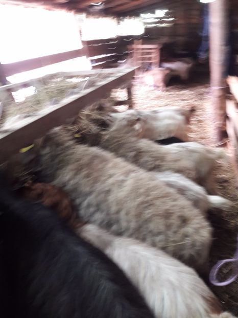  - La stana iarna 2017