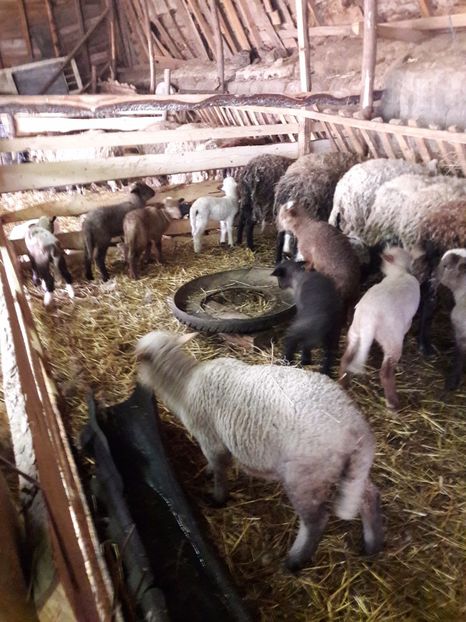  - La stana iarna 2017