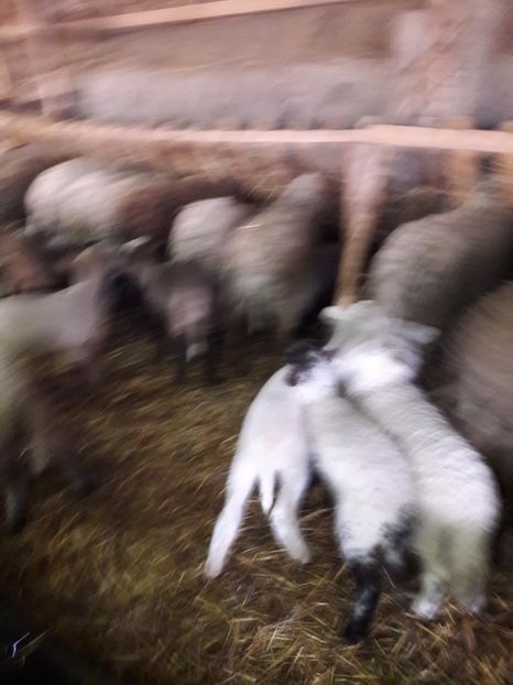  - La stana iarna 2017