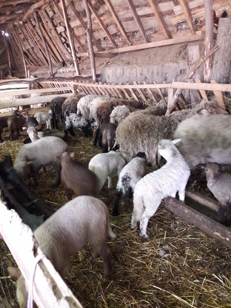  - La stana iarna 2017