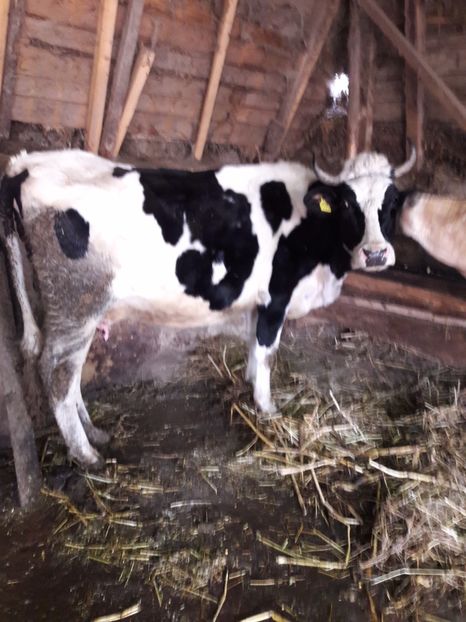  - La stana iarna 2017