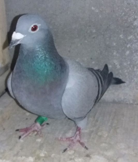 1279060/14/F - Porumbei norme 2016