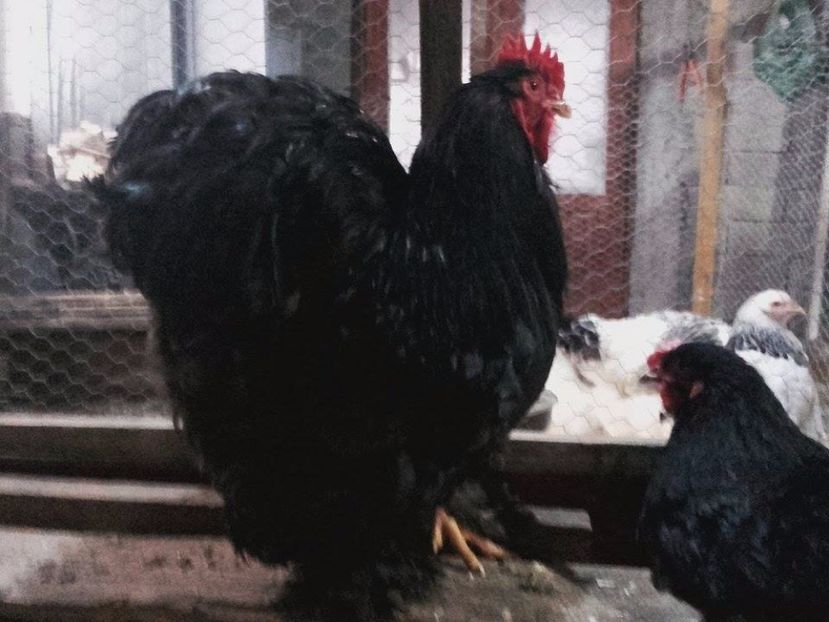  - cochinchina urias negru