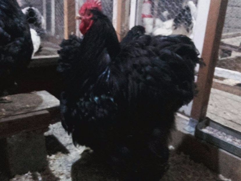  - cochinchina urias negru