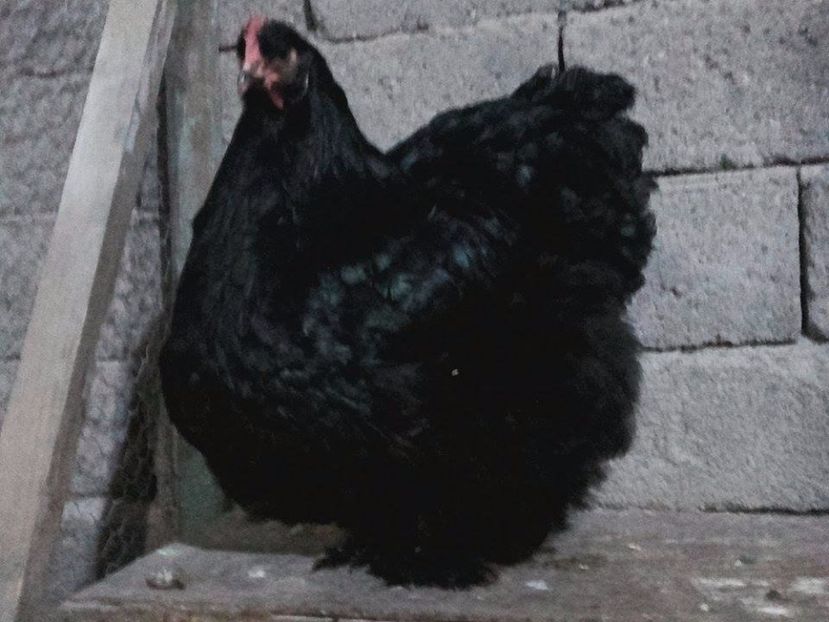  - cochinchina urias negru