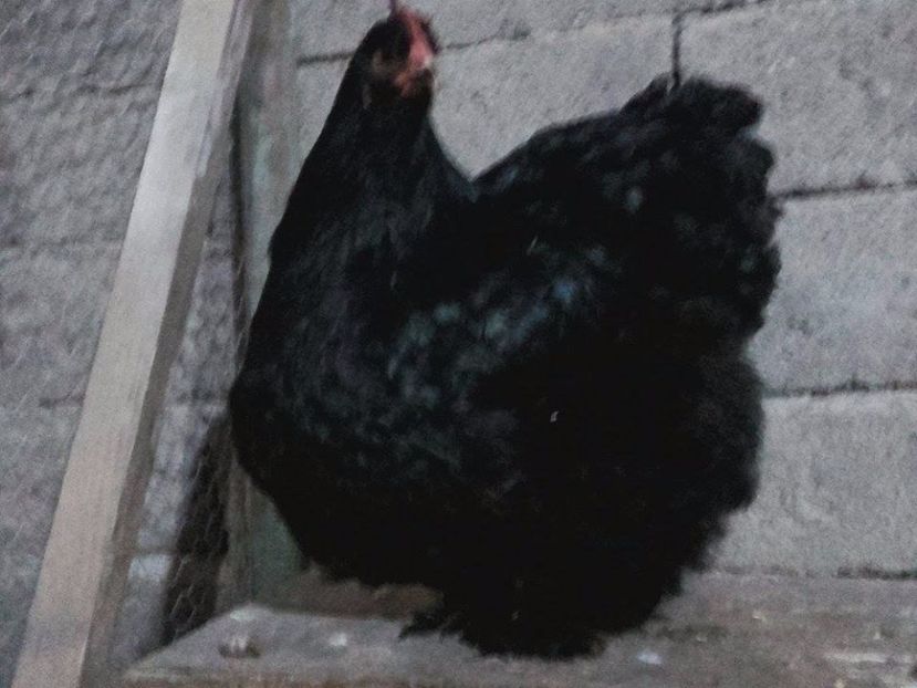  - cochinchina urias negru