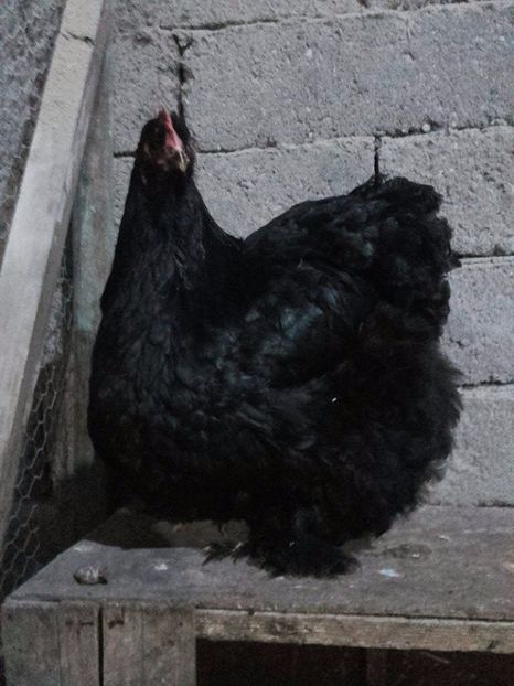  - cochinchina urias negru