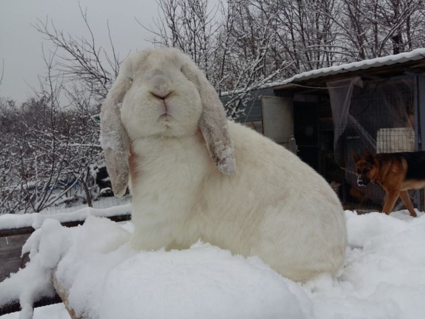 Tatăl(minunatul meu cadou de la Ciprians)STIMĂ. - Cuib 19-02-2017