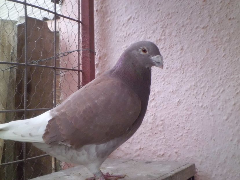 CIMG6042 - DE   VANZARE    2017