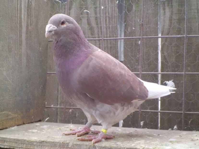 CIMG6049 - DE   VANZARE    2017