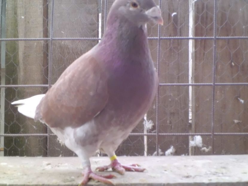 CIMG6053 - DE   VANZARE    2017