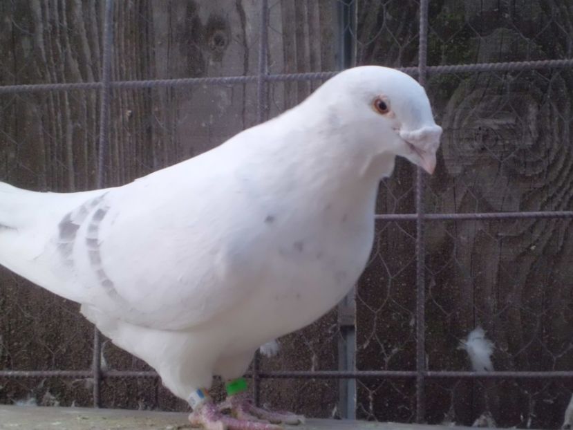 CIMG5890 - DE   VANZARE    2017