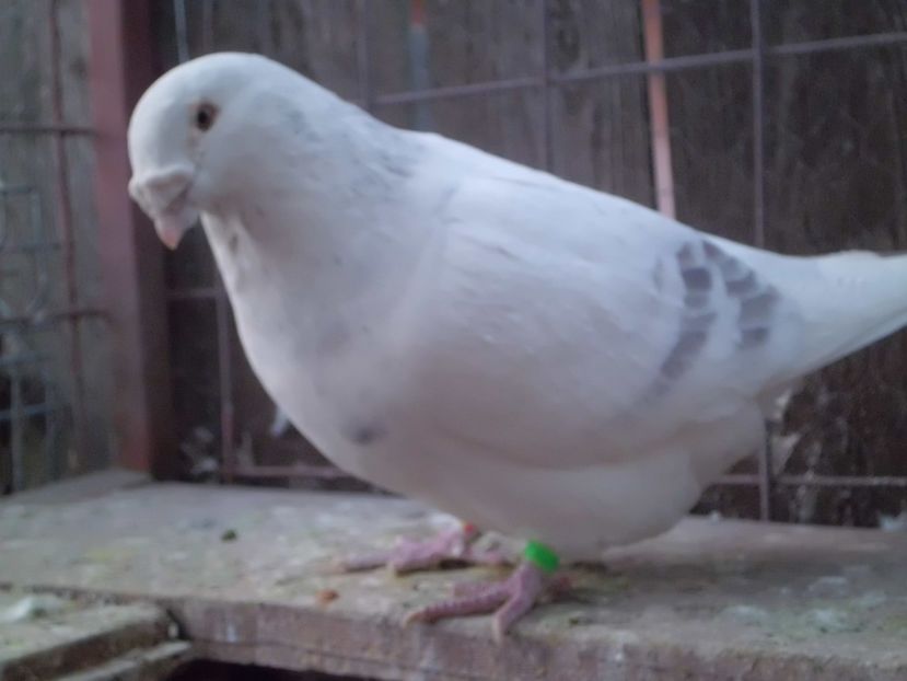 MASCUL -  2014- VANDUT - DE   VANZARE    2017