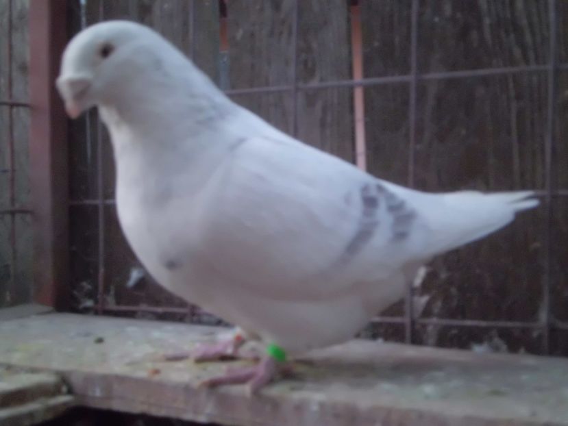 CIMG5856 - DE   VANZARE    2017