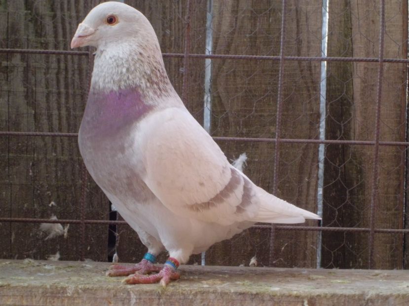 CIMG5726 - DE   VANZARE    2017