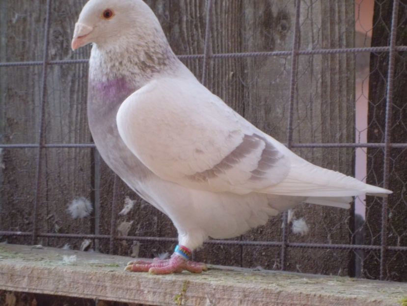 CIMG5741 - DE   VANZARE    2017