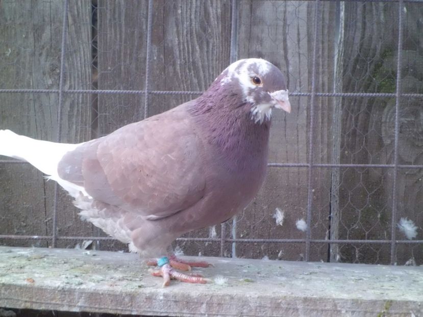 CIMG5817 - DE   VANZARE    2017