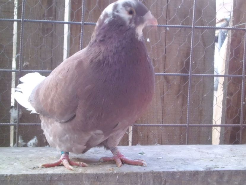 MASCUL- 2016 - DE   VANZARE    2017