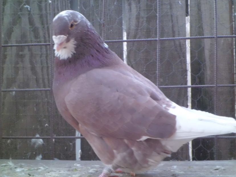 CIMG5812 - DE   VANZARE    2017