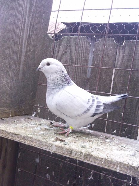  - DE   VANZARE    2017