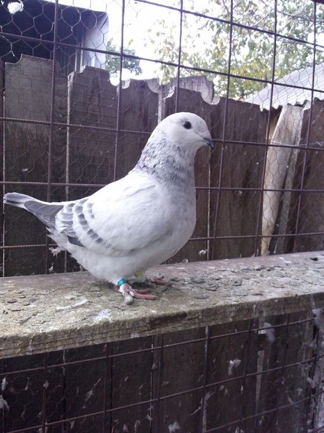 FATA-2016 - DE   VANZARE    2017