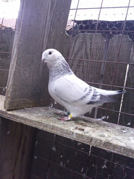  - DE   VANZARE    2017