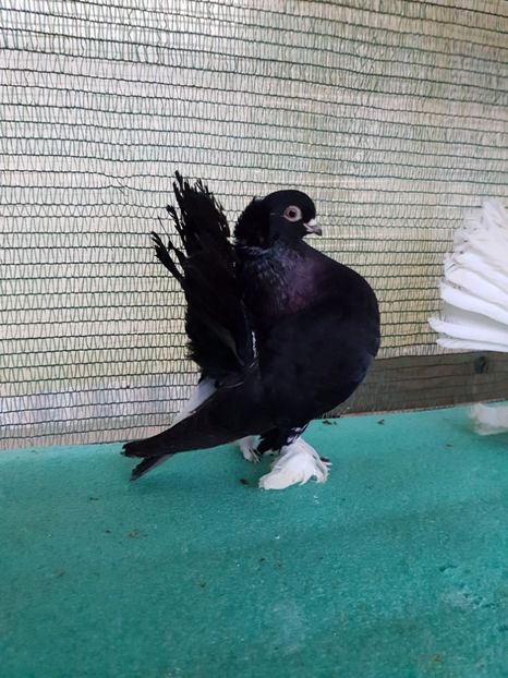 F 7442, 2016 - au fost VANDUTI