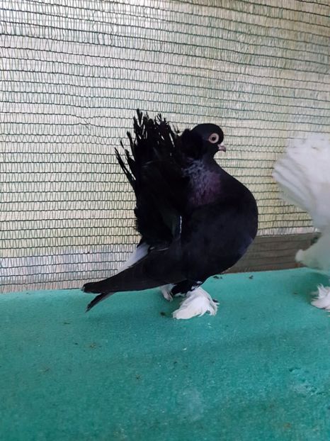 F 7442, 2016 - au fost VANDUTI