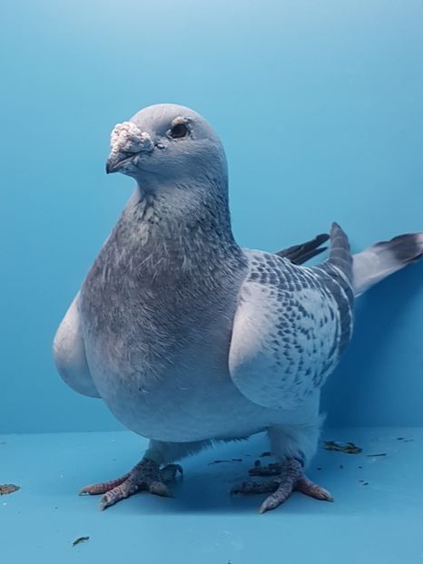 1 Femela 2014 - Femele gut