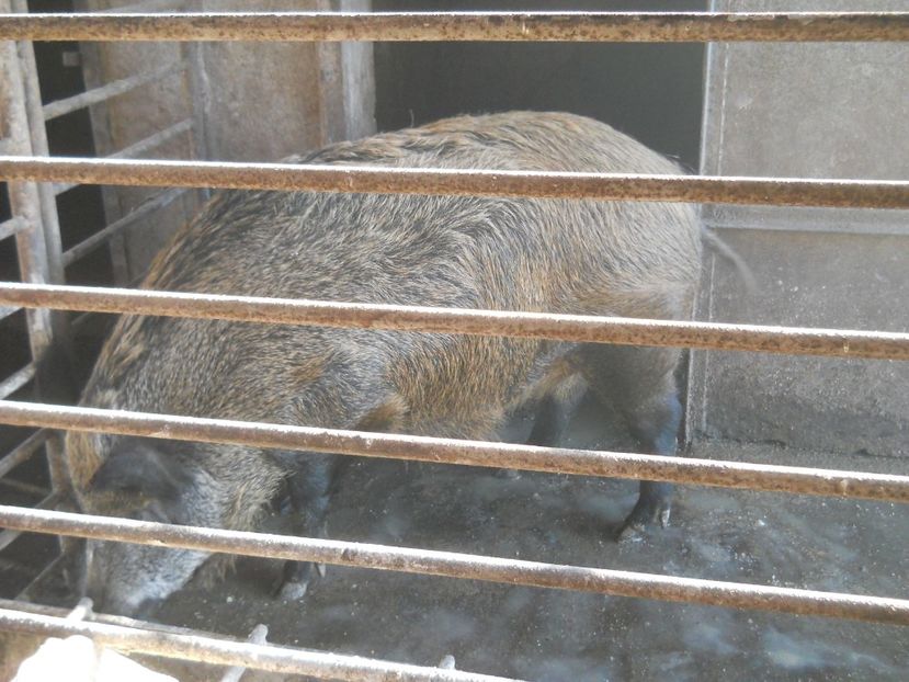  - Porci mistreti 2016