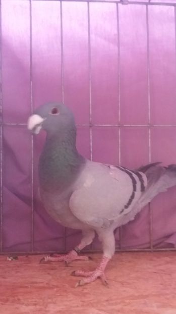  - VOIAJORI GERMANI 2017