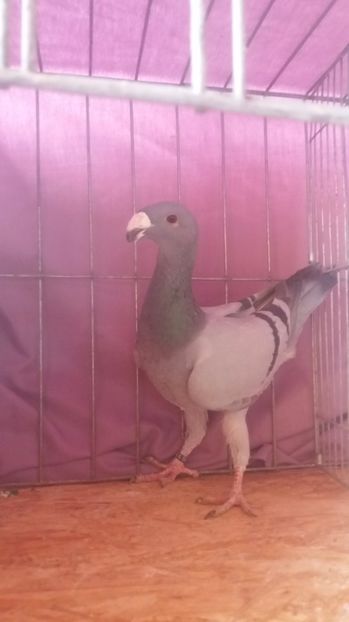  - VOIAJORI GERMANI 2017