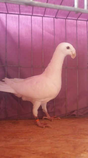  - VOIAJORI GERMANI 2017