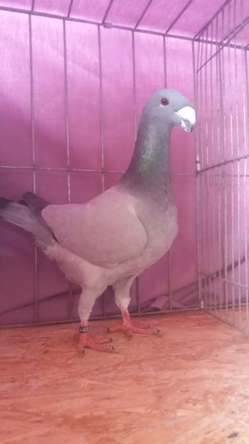  - VOIAJORI GERMANI 2017