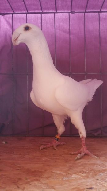  - VOIAJORI GERMANI 2017