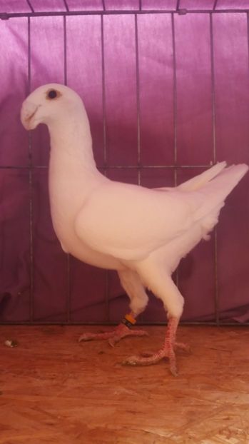  - VOIAJORI GERMANI 2017