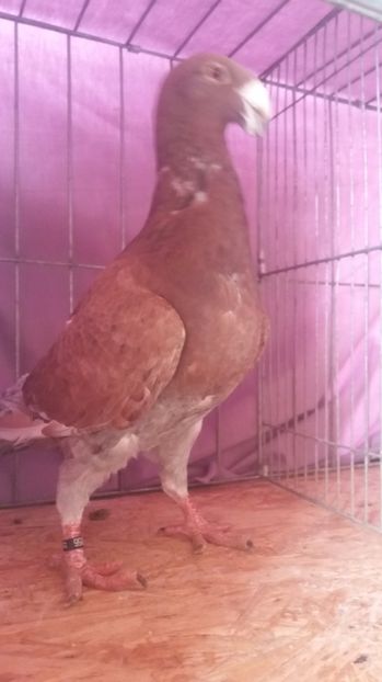  - VOIAJORI GERMANI 2017