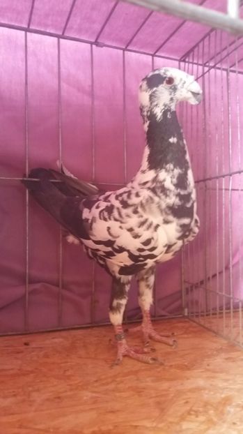  - VOIAJORI GERMANI 2017