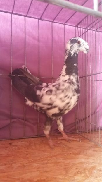  - VOIAJORI GERMANI 2017